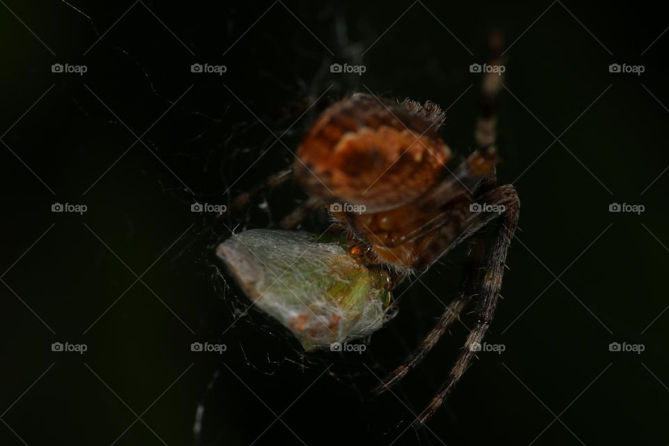 spider eating a bug