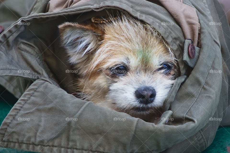 A cute dog resting in owner’s jacket