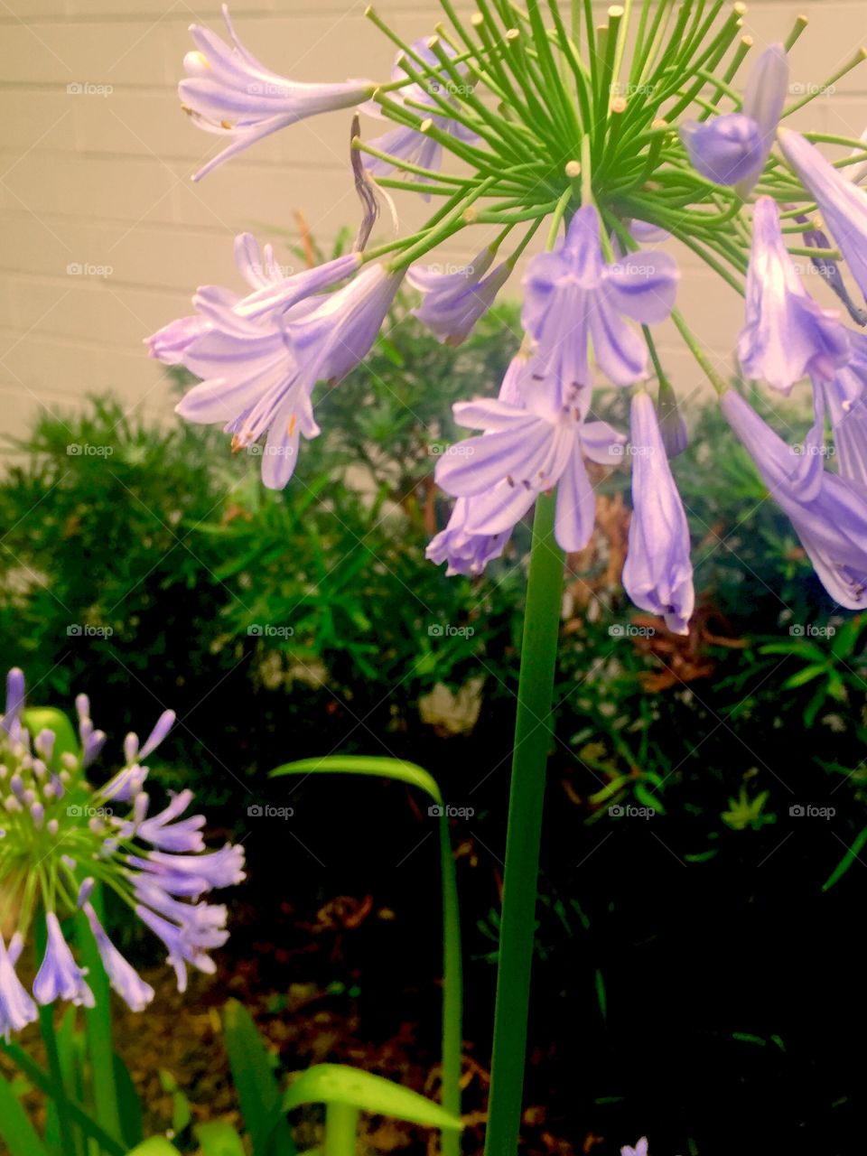 Purple Flowers . Some purple flowers 