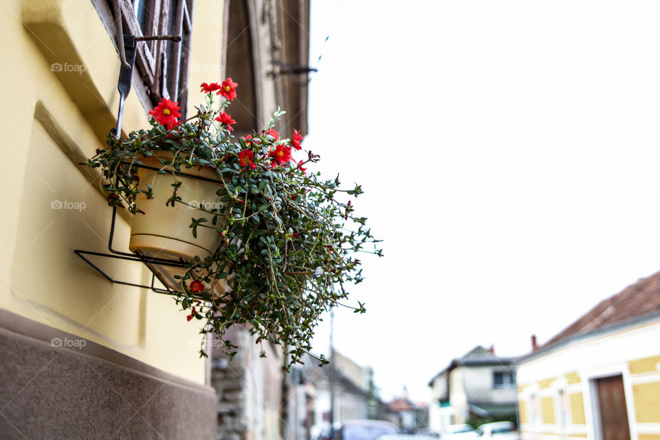 Flower pots hanging from a window