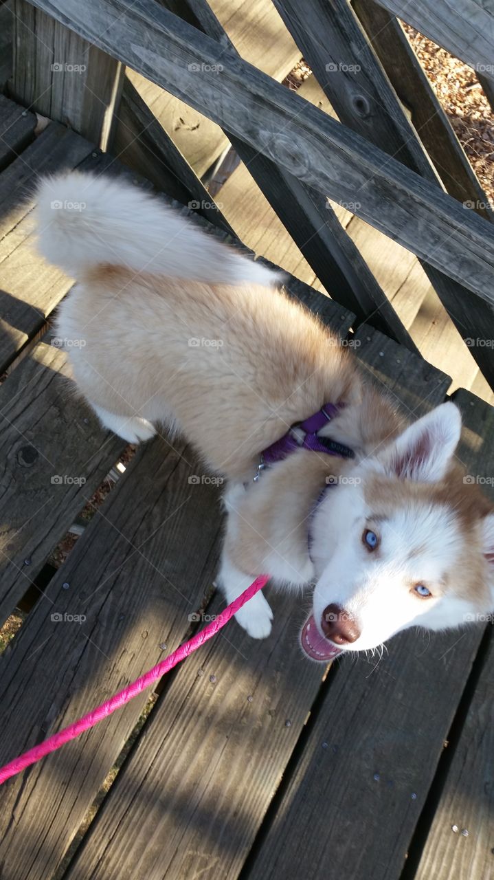 Skyla the Siberian Husky walking