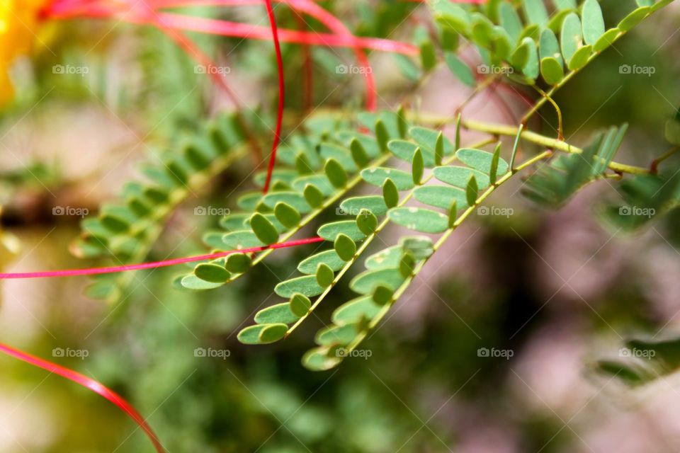 Little Leaves