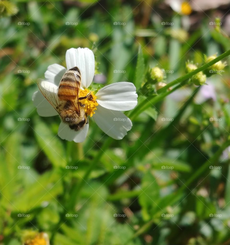 Honeybee hanging upside down from a small white and yellow wild flower with flower buds growing up behind it.