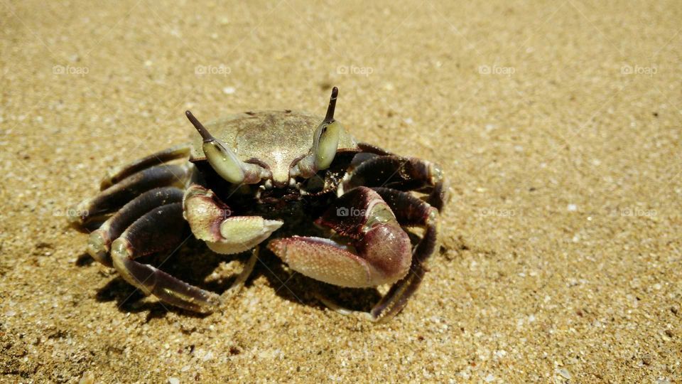 closeup of a crab getting some sun in the sandy beach