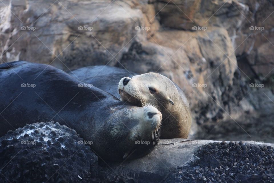 Seal love