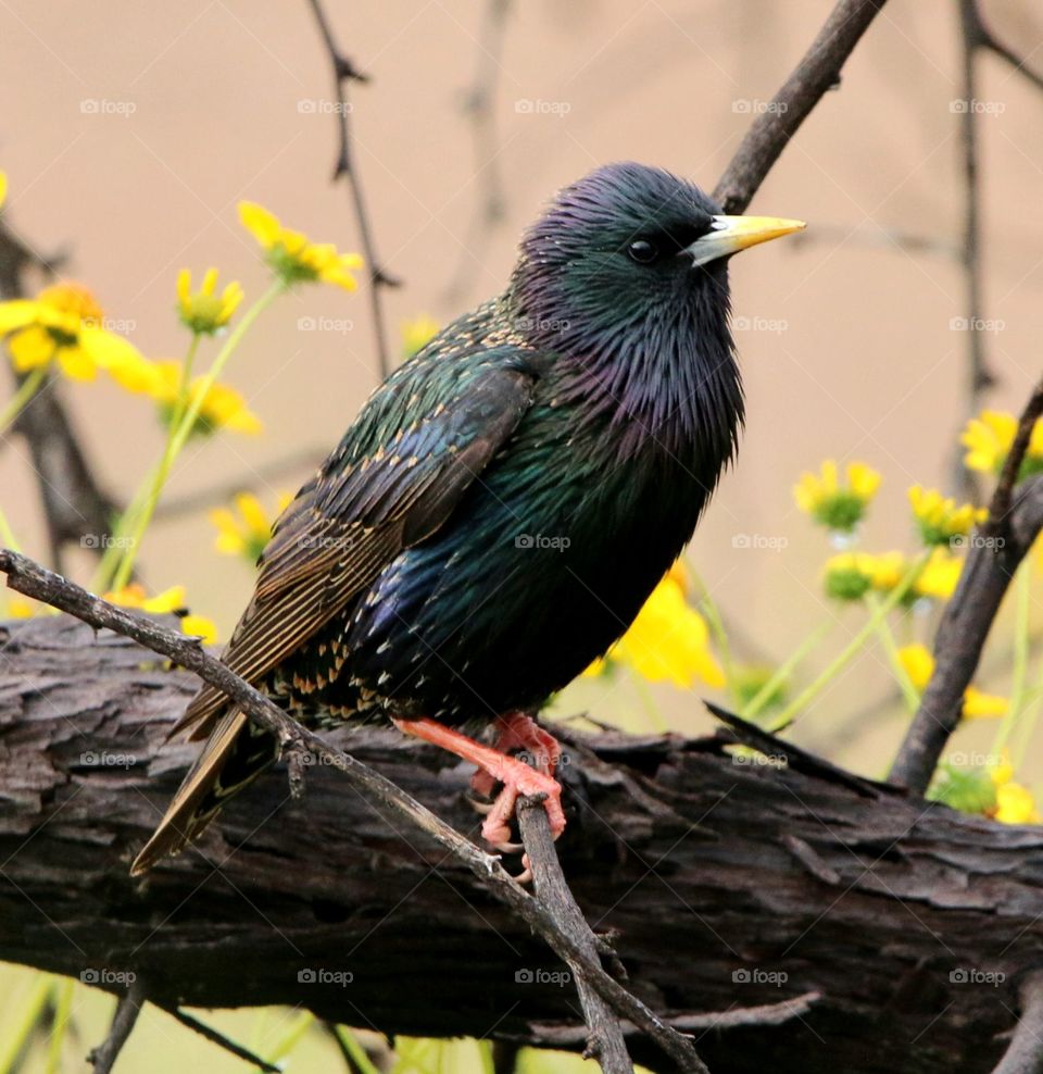 Starling on a Branch