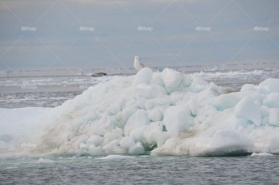 Greenland