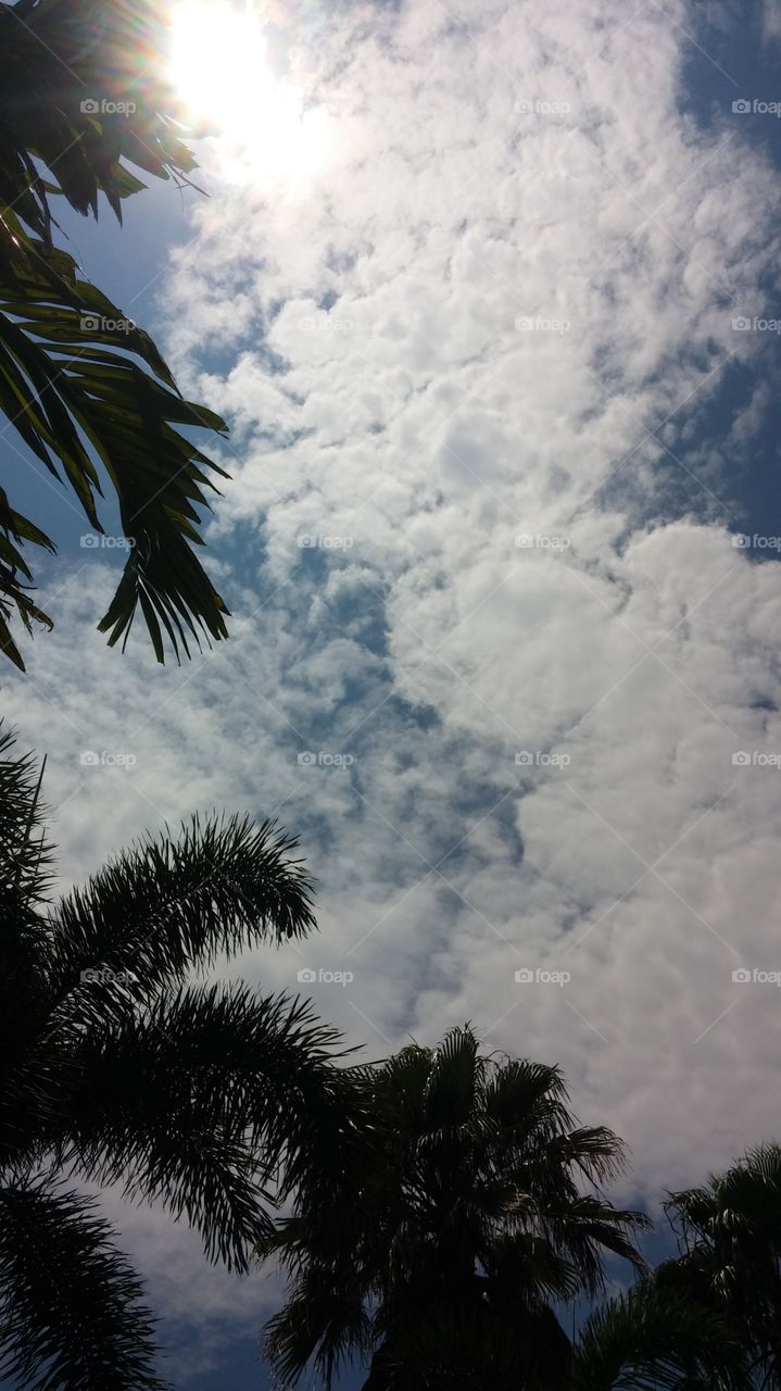 palms and clouds
