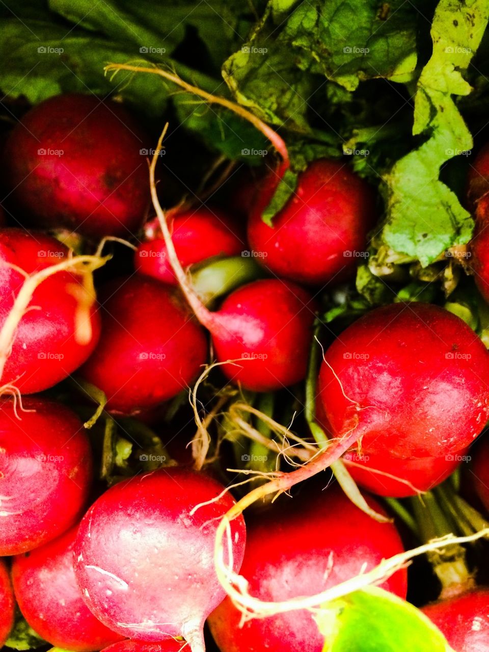 Radishes