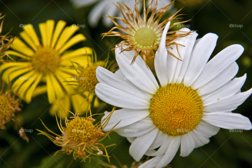 yellow nature flower white by cmosphotos