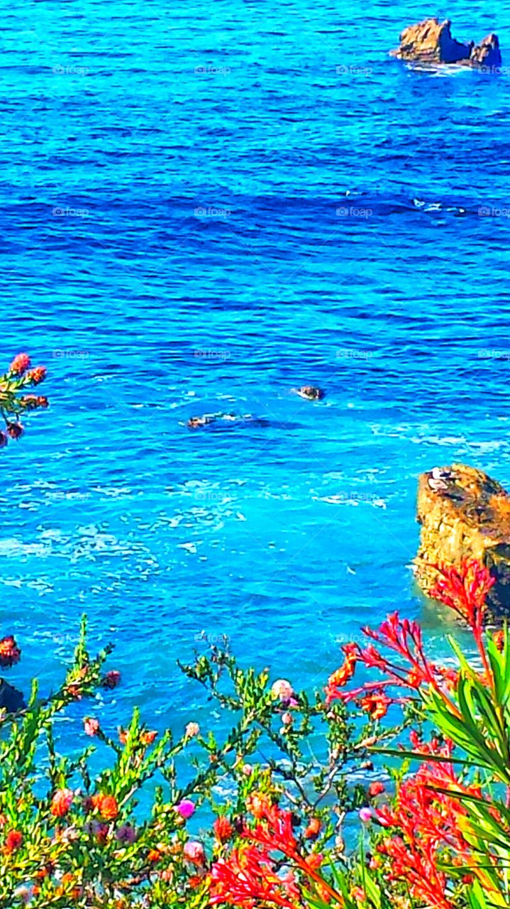 Laguna Beach Cove. Hiesler Park Cove in Laguna Beach