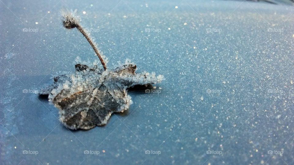ice crystals on a small leaf frozen to the hood of my car