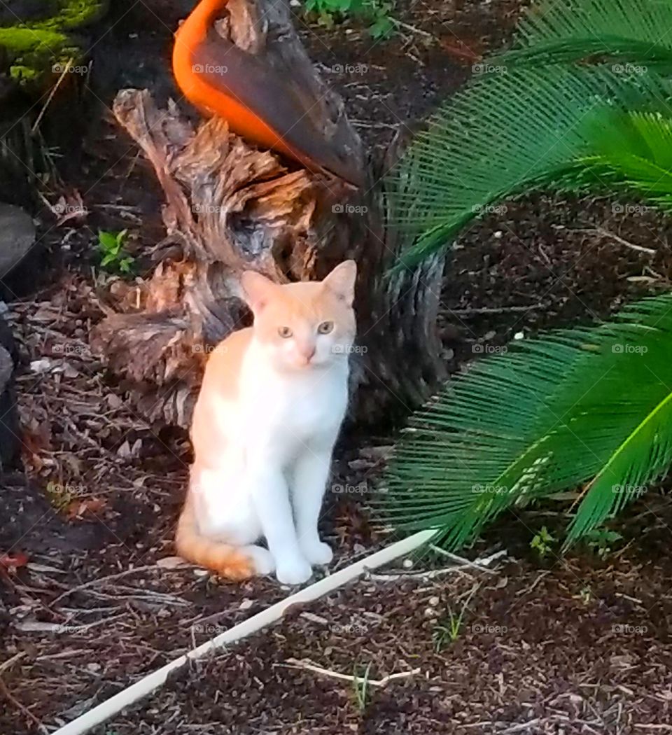 Harbor Cat