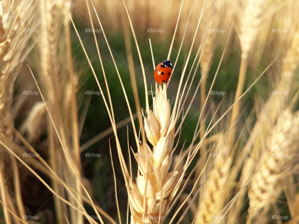 Ladybug on wheat plant