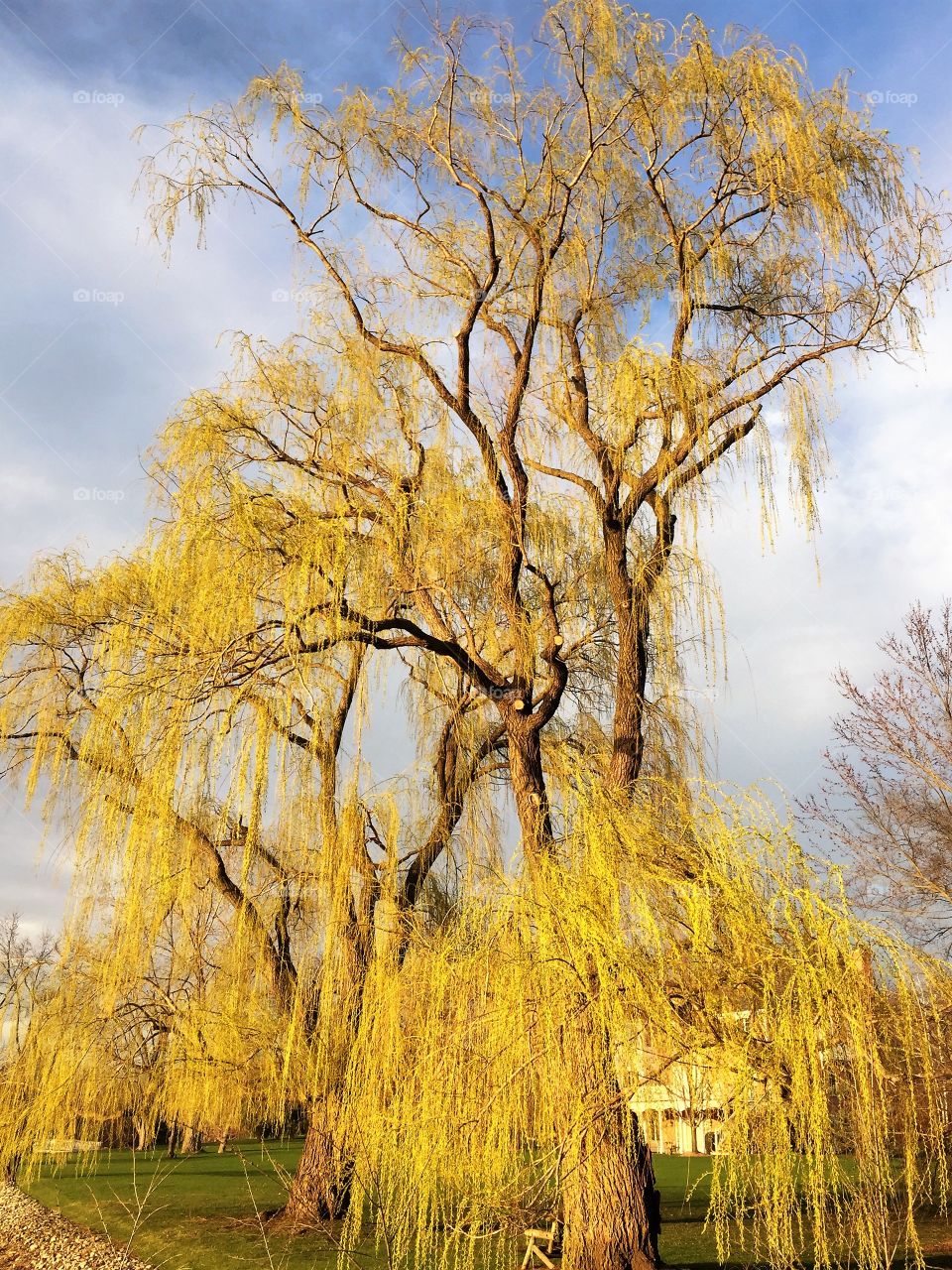 Spring willows . Willows in the spring 