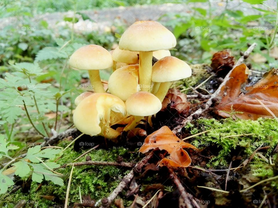 fungus, autumn