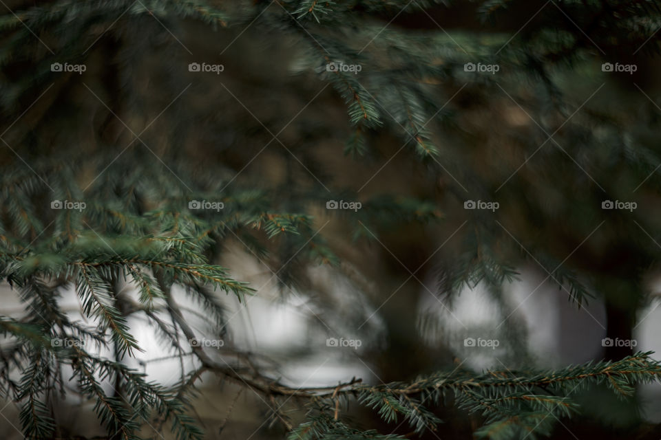 Nature forest details by manual Helios lens