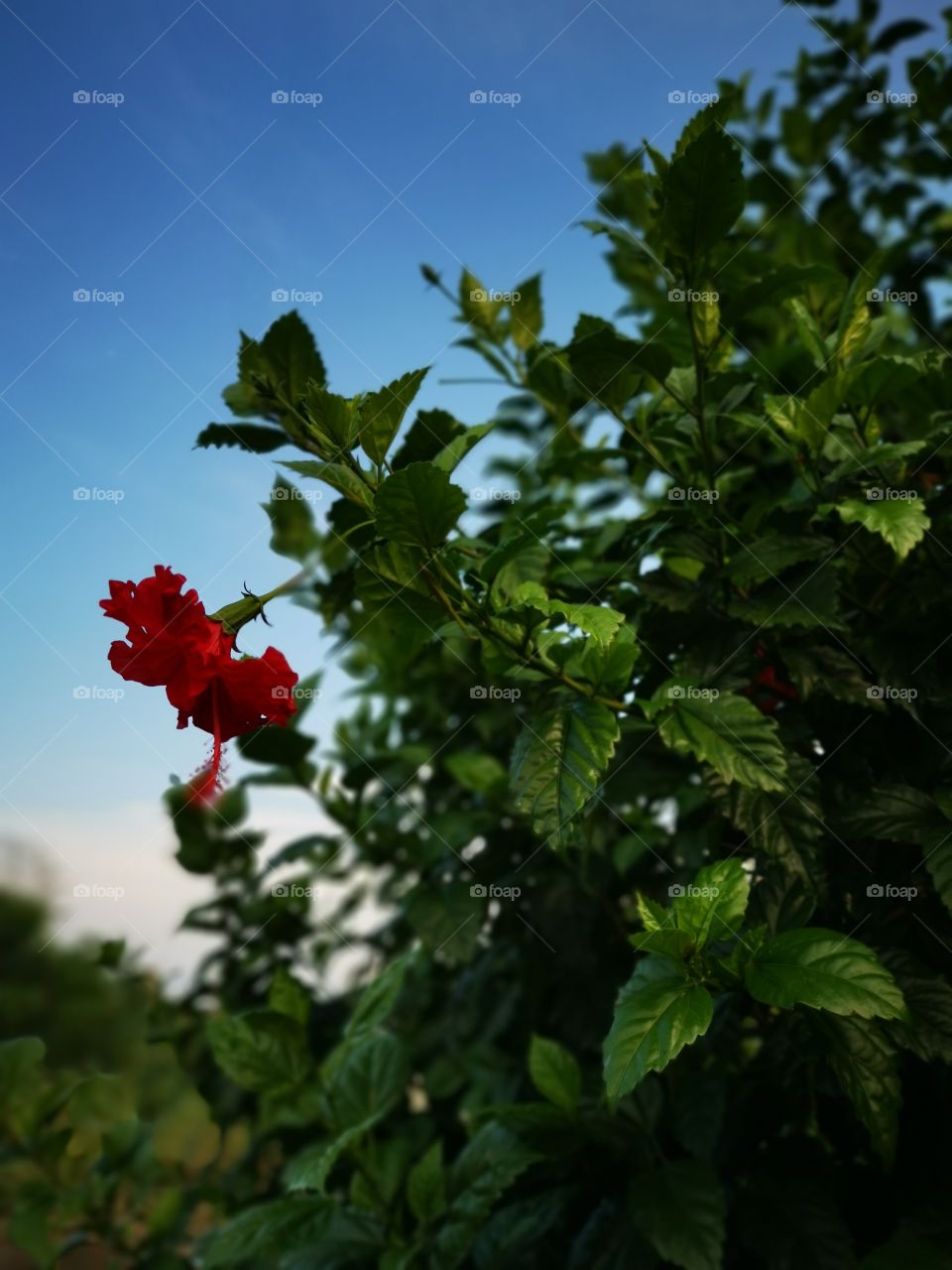 A red flower among so many green leaves with the blue sky in the background.