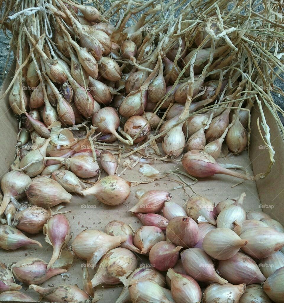 shallots