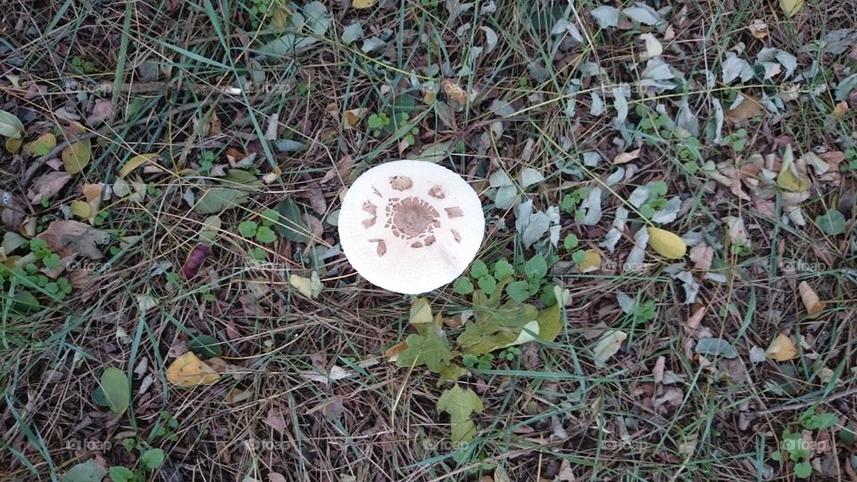A big shroom in the forest