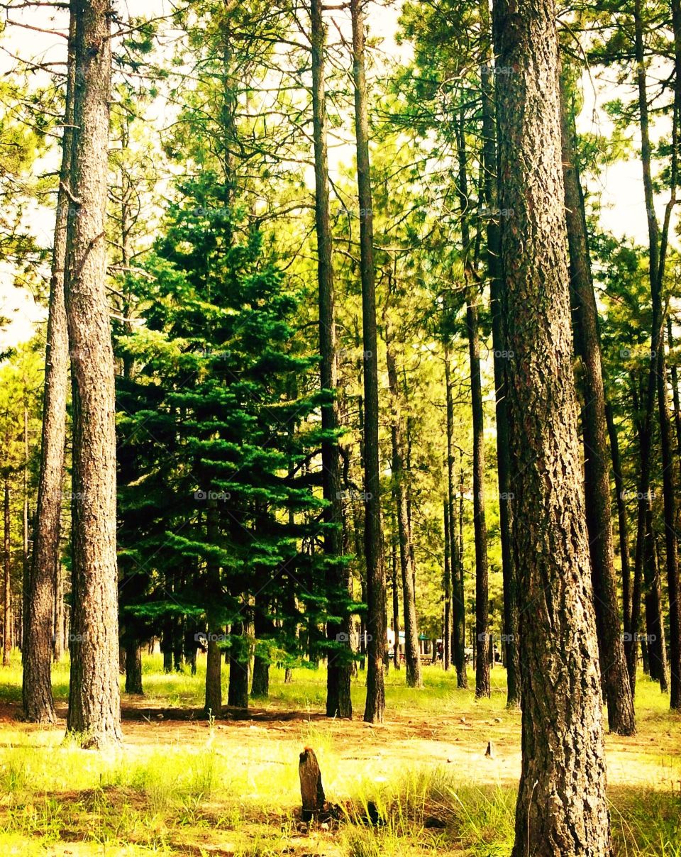 Blue Spruce amongst the Pines