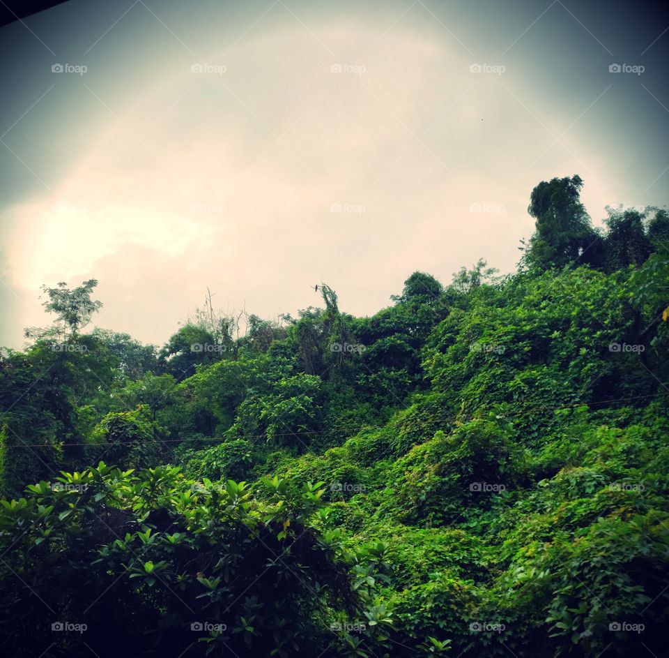 Landscape Mode
Vegetation on Mountain 🍀🍀🍀
Green Beauty
Cloudy Sky☁️