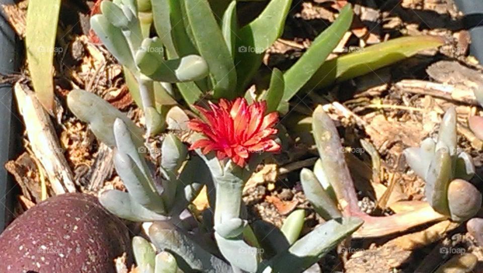 Red Blooming Green Succulent