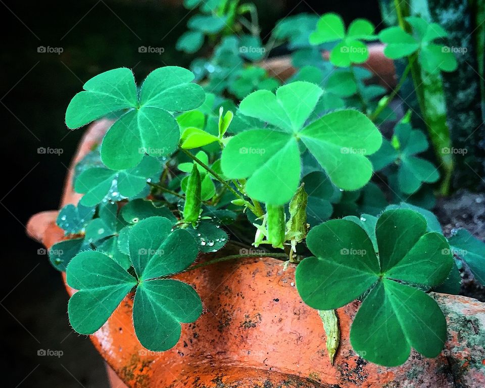 Clover, lucky leaf plant