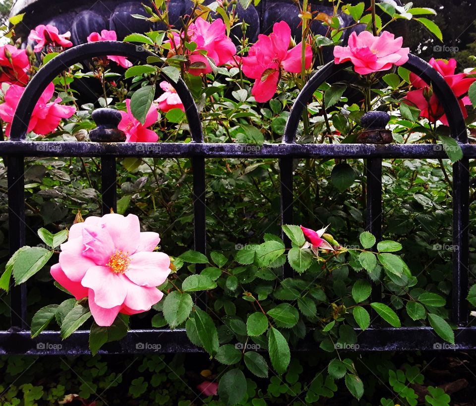 flowers and a fence