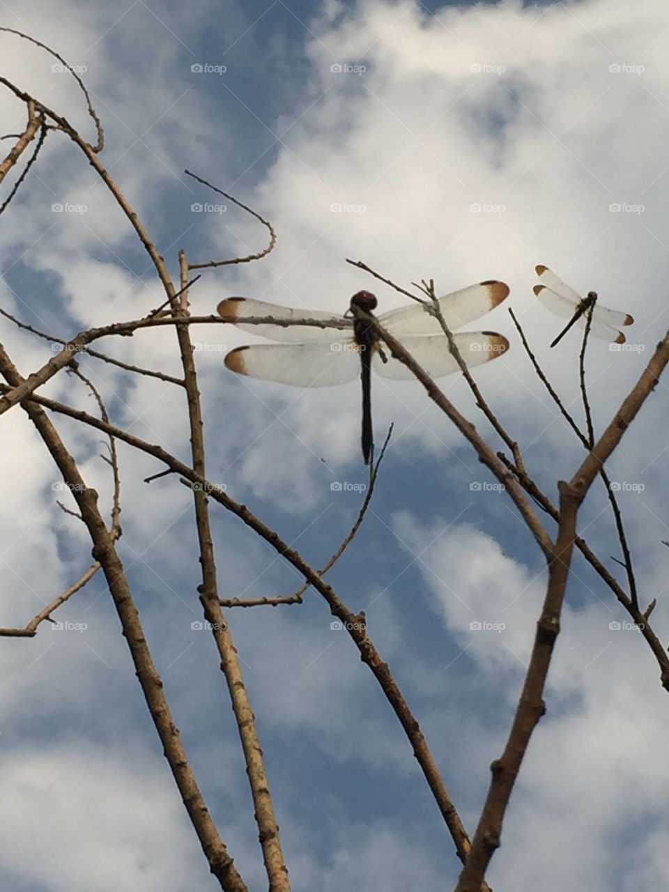 Low angle view of dragonflies