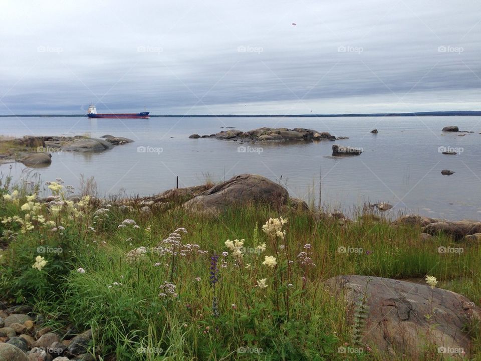Flowering plants near coastland