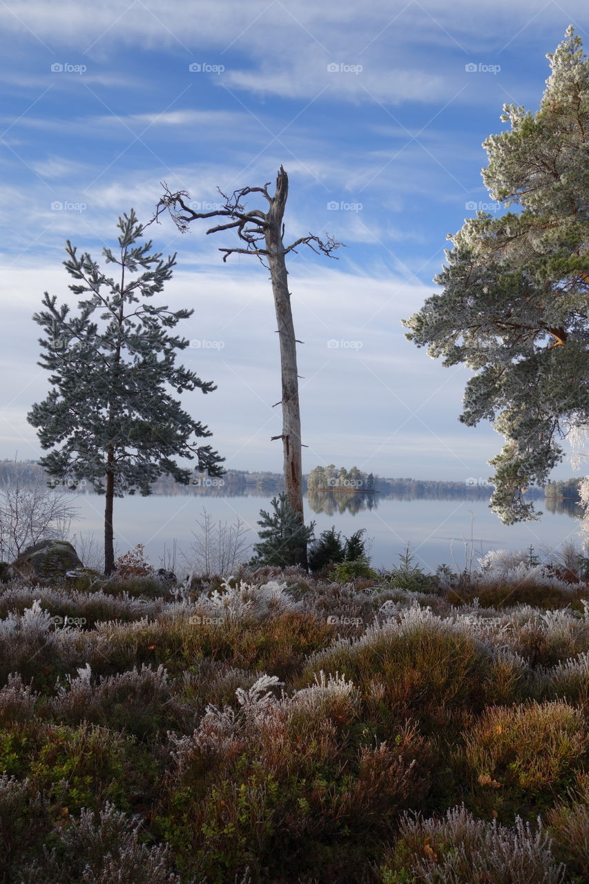 Bare tree in winter