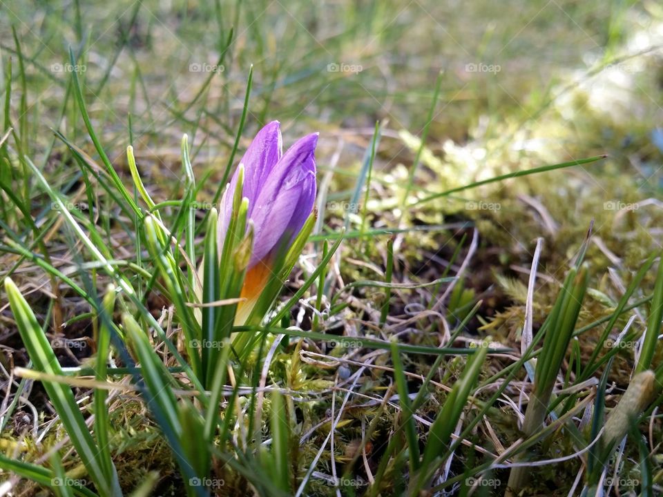 Crocus