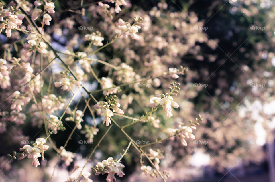 Blossom. Blossom bokeh tree