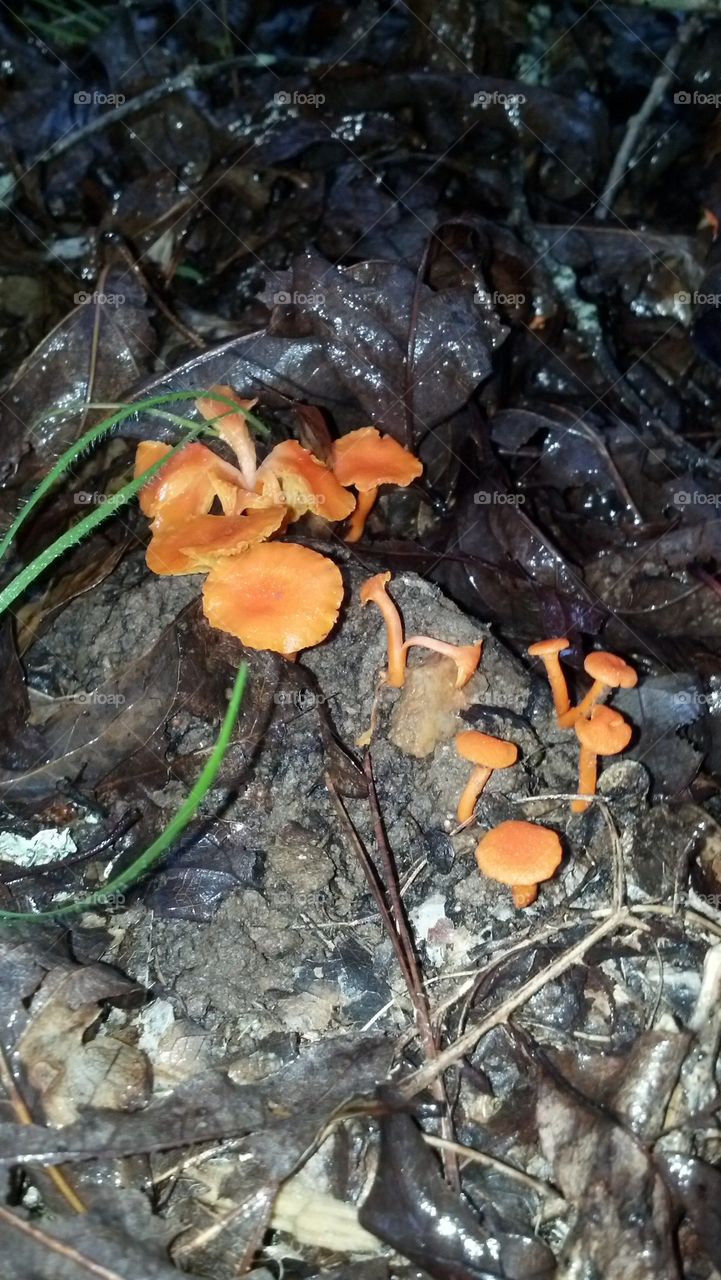 Orange mushrooms
