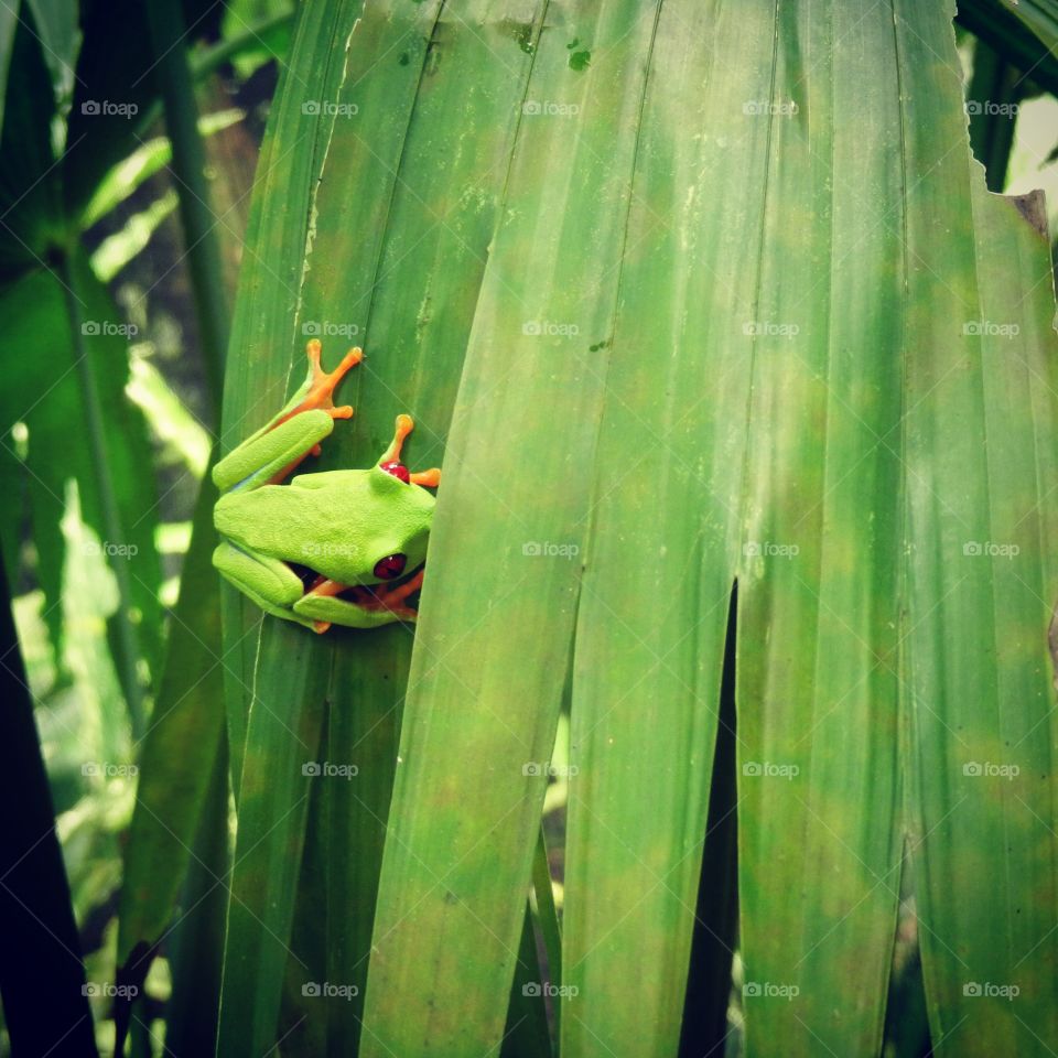 Red eye frog captured while I was travelling in Costa Rica