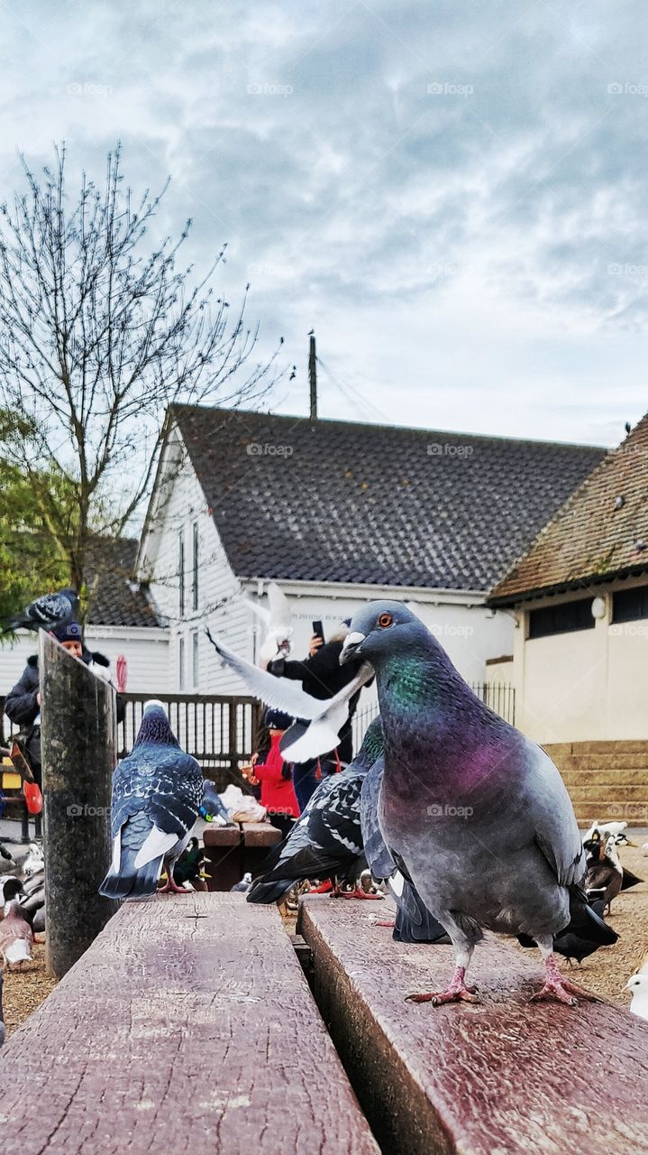 Curious Pigeon close-up