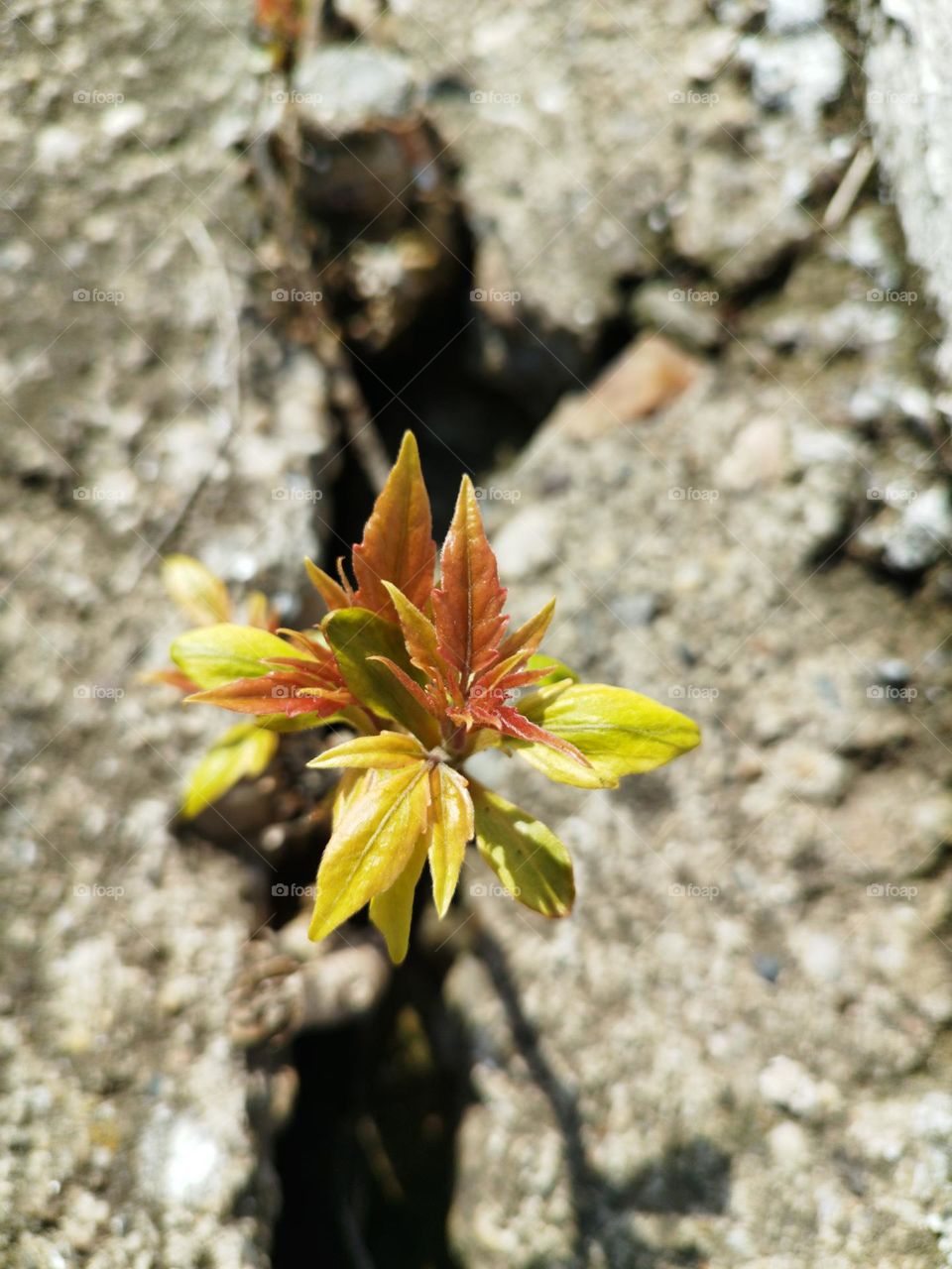 Plant and the city, war ground