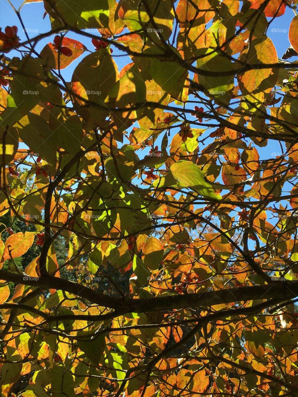 Dogwood leaves against the sun 