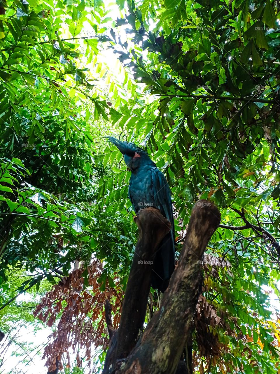 perched black parrot.