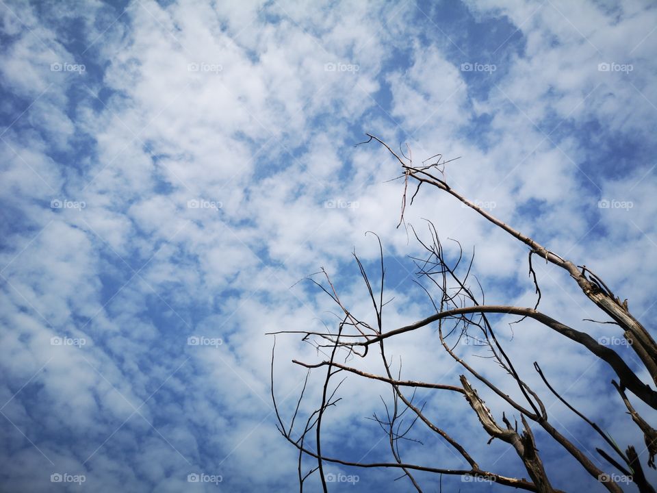 Dry branches of tree in winter season.