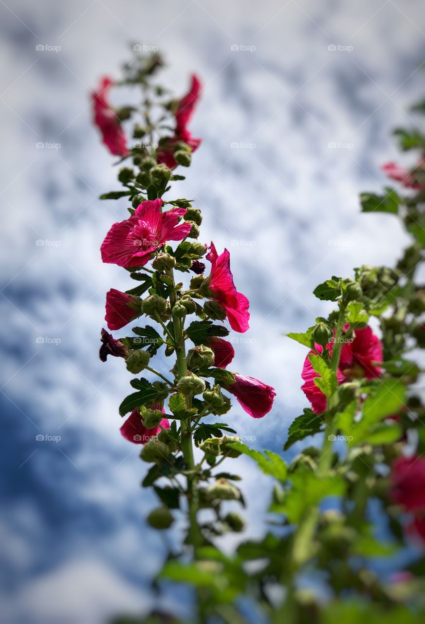 Hollyhocks in the Sky! Cottage Flowers