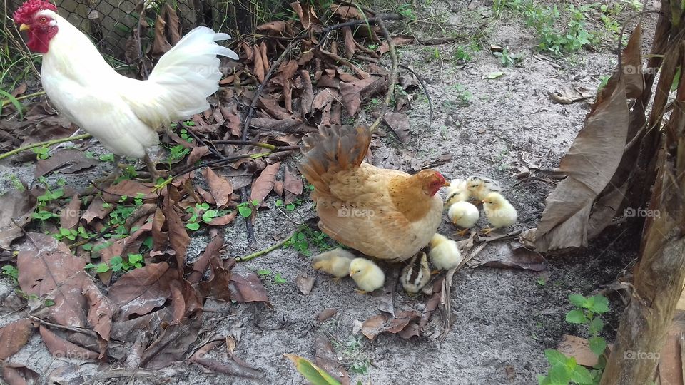 galinha e pintinhos