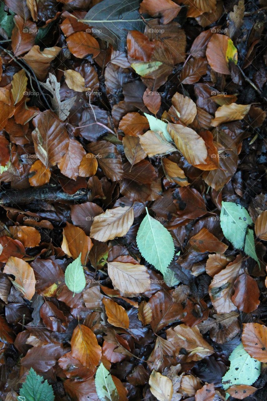 Fall autumn leaves wet brown yellow grew on ground