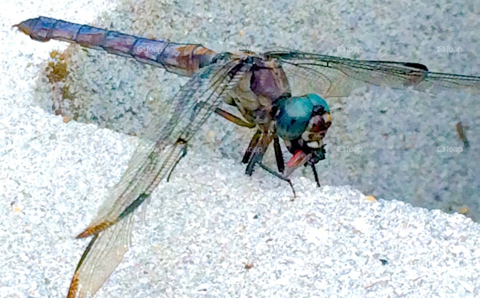 Old Man Dragonfly 