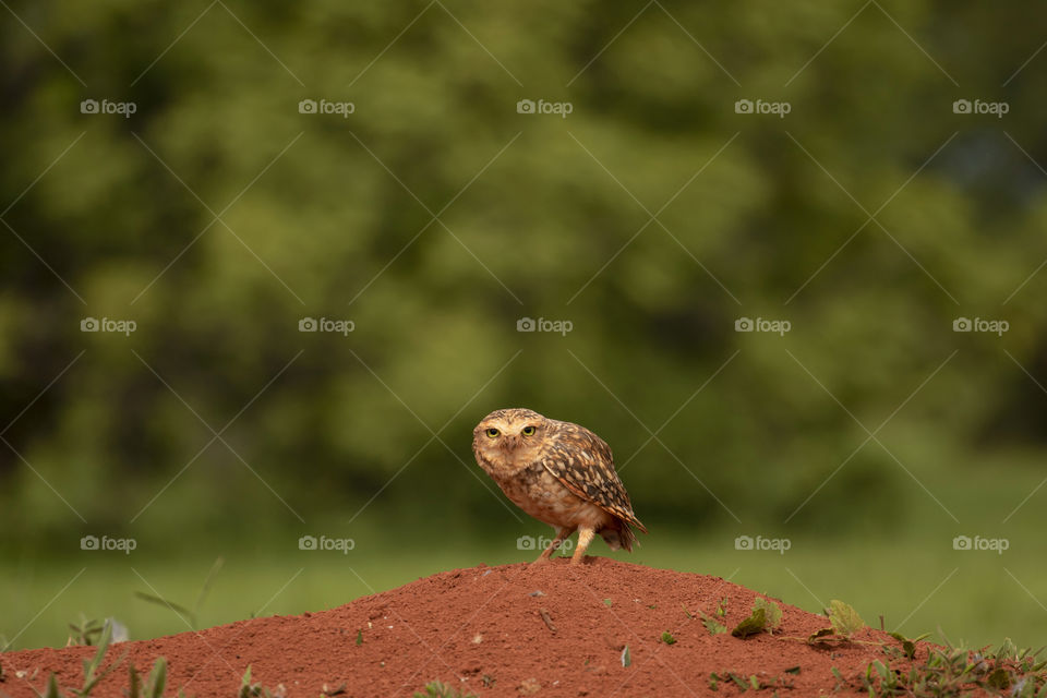 Curious owl looking