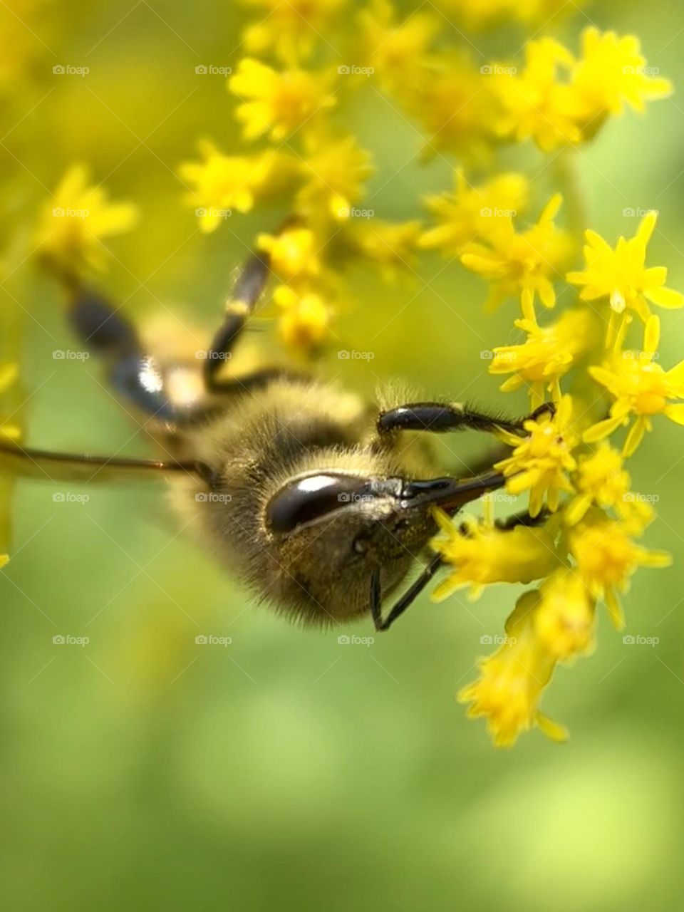 A Western Honey Bee looks for pollen in a Canadian Goldenrod as the sun reflects off its eye.