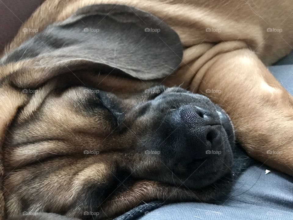 Sleepy puggle