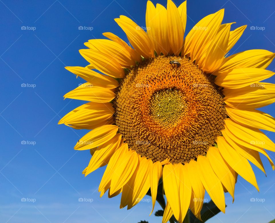 On a blue sky background, close-up of a sunflower with yellow leaves and with a bzhola