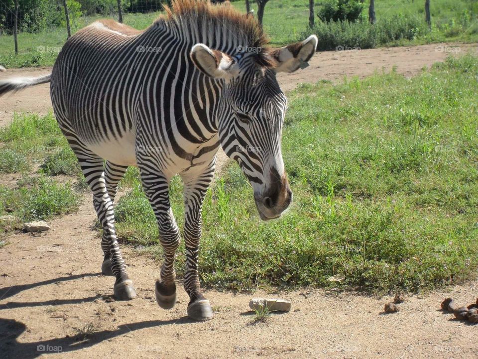 zebra